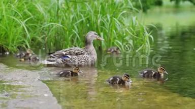 鸭子带着小鸭在池塘水里散步。<strong>自然的和谐</strong>。3840x2160